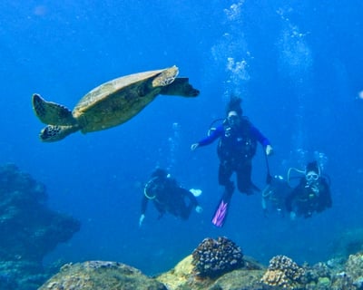 Small-Group Guided Shore Dive at Electric Beach