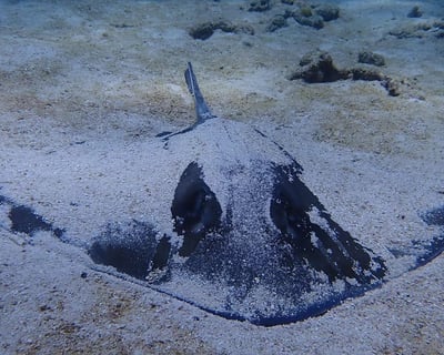 Key Largo Reef & Wreck Dive Package