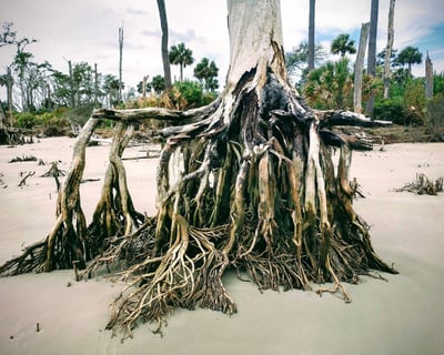 Daufuskie Island Beachcombing Cruise From Hilton Head