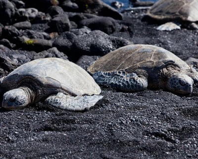 Big Island Grand Circle Island Tour