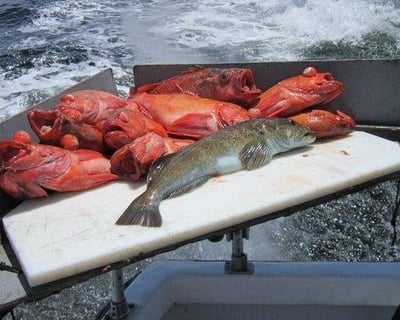Deep Sea Rock Cod & Ling Cod Fishing in Monterey