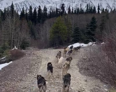 Skagway White Pass Dog Musher Camp Tour