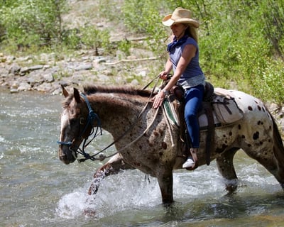 Full Day Wilderness Ride
