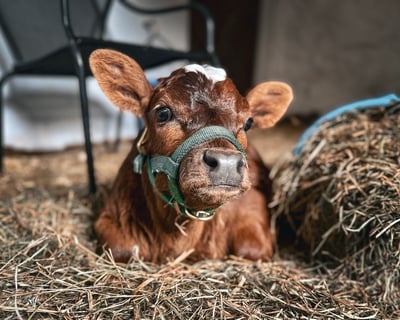 Baby Calf Cuddling in Dresher