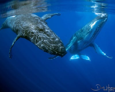 Kohala Coast Small-Group Whale Watching Tour