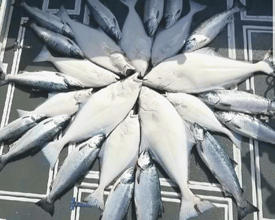 42' Catamaran Halibut Charter in Soldotna