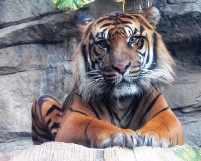 Zoologist for a Day Workshop in Denver