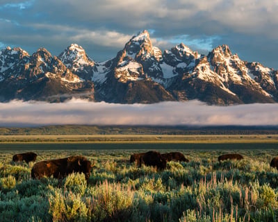 Explore Grand Teton Sunrise Wildlife Safari