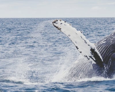 Cape Cod 9-Hour Guided Tour