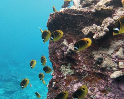 Fishing & Snorkeling Charter in Kailua-Kona