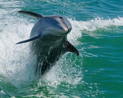 Snorkel Egmont Key Ruins & Dolphin Watching