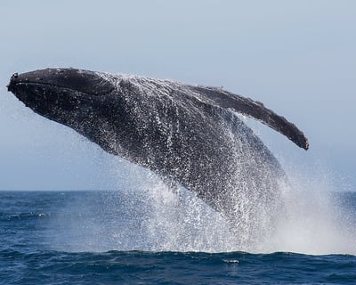 Private Whale Watching Charter in Kaanapali