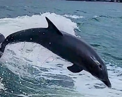 Private Dolphin Charter in Venice