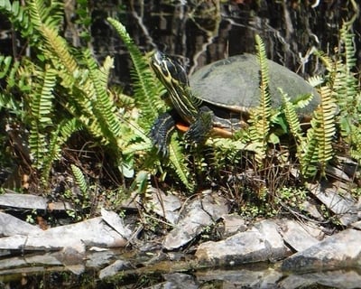 3-Hour Guided Kayak Tour in Everglades National Park