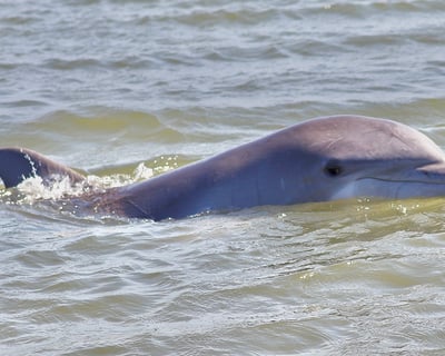Explore Charleston on a 1.5-Hour Dolphin Eco Tour