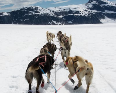 Helicopter & Glacier Dog Sledding in Juneau