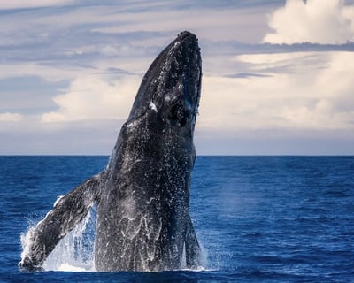 Kawaihae Humpback Whale Watching Cruise