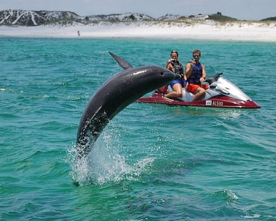 Crab Island Dolphin Jet Ski Adventure