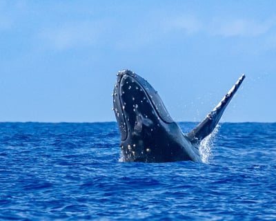 Waikiki Whale Watch Cruise