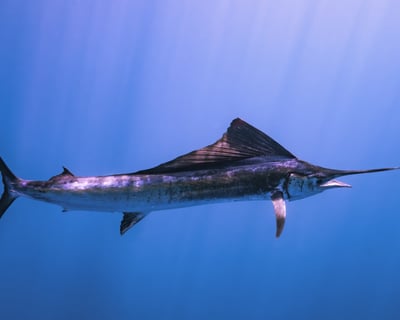 Swordfishing Charter In Miami