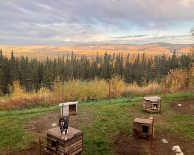 Fairbanks Alaskan Husky Kennel Tour