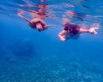 Turtle Town Snorkel with Turtles and Free Underwater Photos