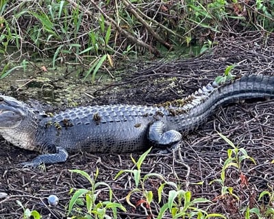 Orlando 2-Hour Airboat Adventure