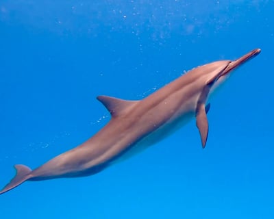 Dolphin Viewing & Snorkel Cruise on Kohala Coast