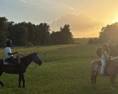 90-Minute Horseback Trail Ride in Central Florida