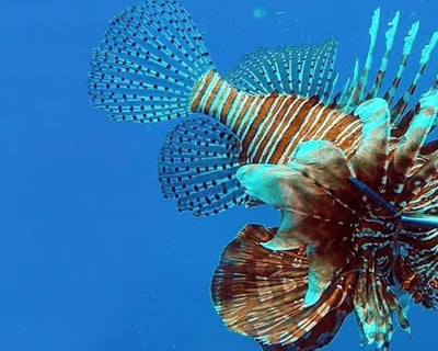 Islamorada Lionfish Hunting Charter