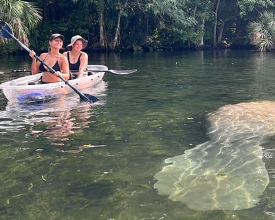 Manatee Season Kayak Tour in Homosassa