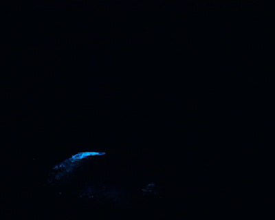 Tomales Bay Bioluminescence Kayak Tour