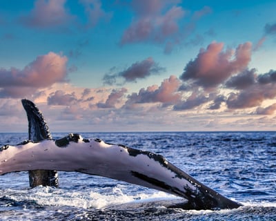 3-Hour Private Whale Watching Cruise in Honolulu
