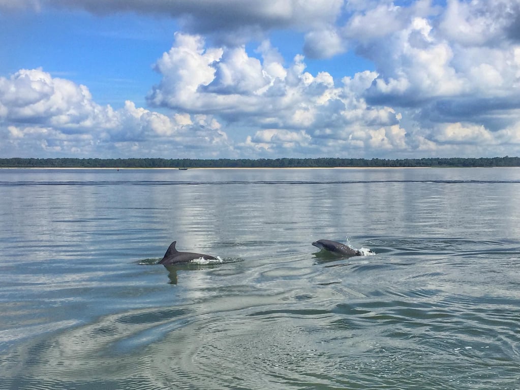 Private Disappearing Island Dolphin Tour