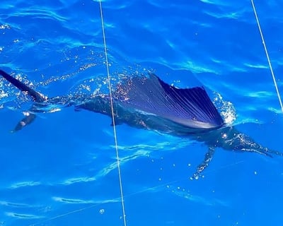 Stuart Swordfish Fishing Charter