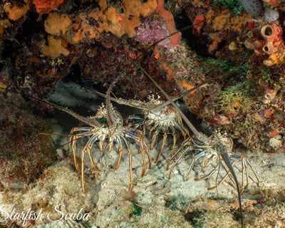 Boynton Beach Spiny Lobster Mini-Season Dive