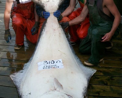 8-10 Hour Halibut Fishing Charter in Homer