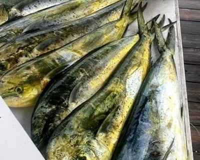 Stuart 7-Hour Fishing Charter