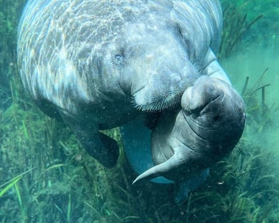 Silver Springs State Park 2-Hour Clear Kayak or Paddleboard Rental