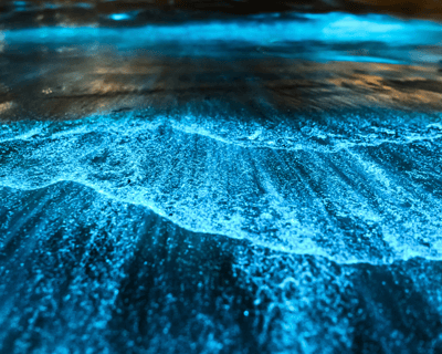 Bioluminescence Paddle Board Tour