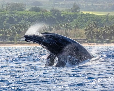 North Shore Whale Watching Boat Tour, Oahu