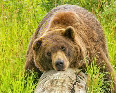 Wildlife Safari and Glacier Cruise Adventure