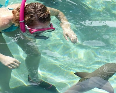 Shark Encounter in St. Thomas