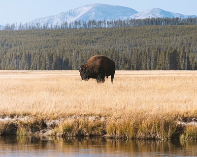 Full-Day Guided Hike in Yellowstone
