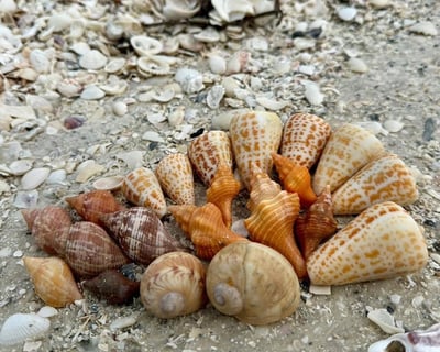 6-Hour Ten Thousand Islands Shelling Tour
