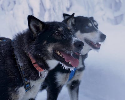 Dog Sledding & Ice Fishing Combo Tour in Willow