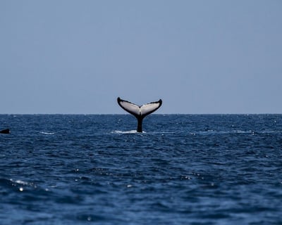 Nantucket Whaling History Cruise