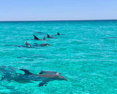 Cruise Destin Waters on a 2-Hour Dolphin Charter
