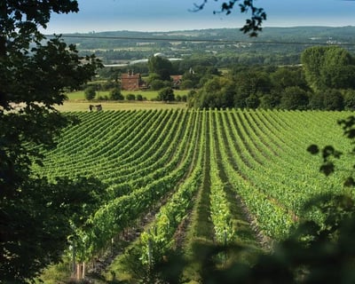 Private Kent Wine Tour