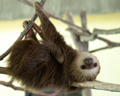 Two-Toed Sloth Encounter at Mitchell's Petting Zoo